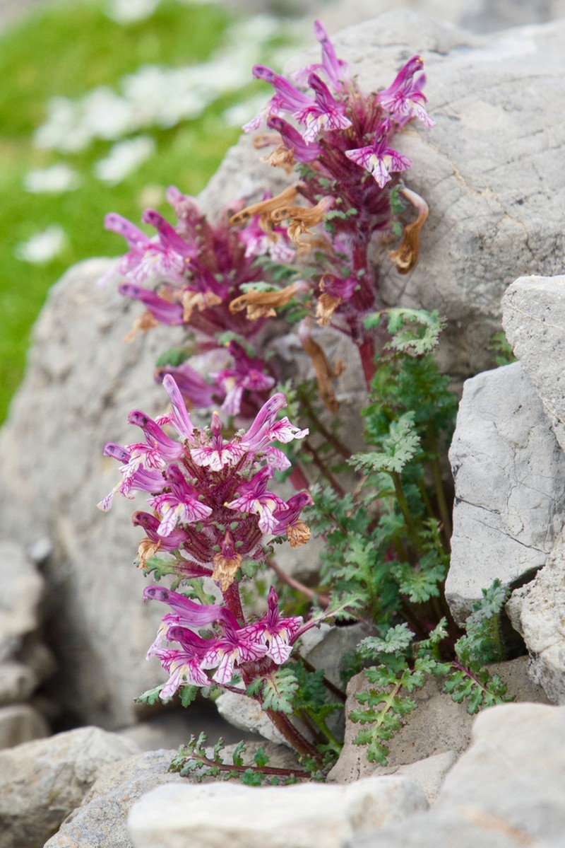 Pedicularis roylei