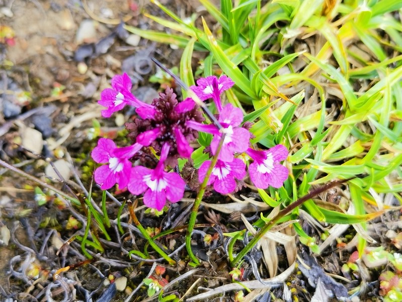 Pedicularis roylei photo 2
