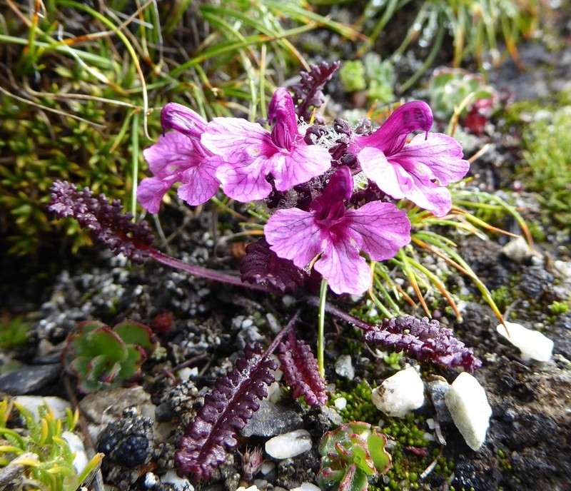 Pedicularis roylei photo 3