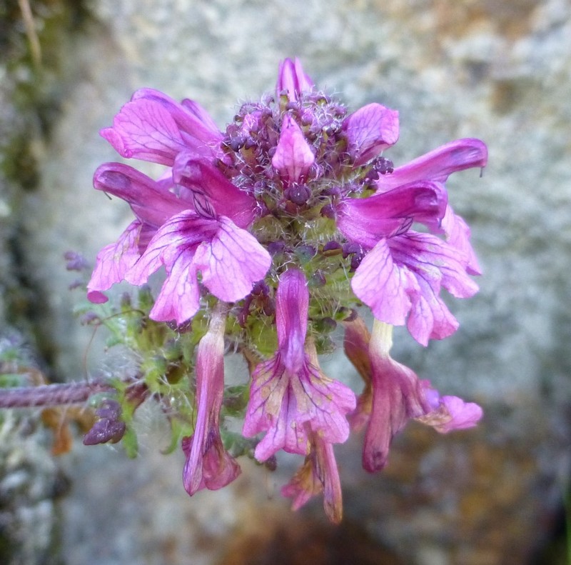 Pedicularis roylei photo 4