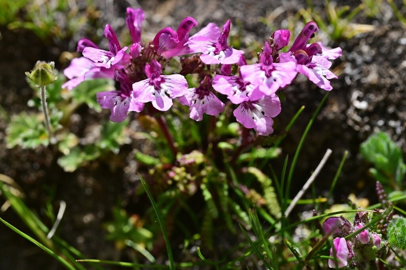 Pedicularis roylei photo 5
