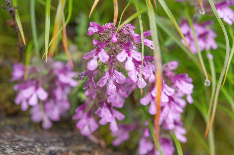 Pedicularis roylei photo 6