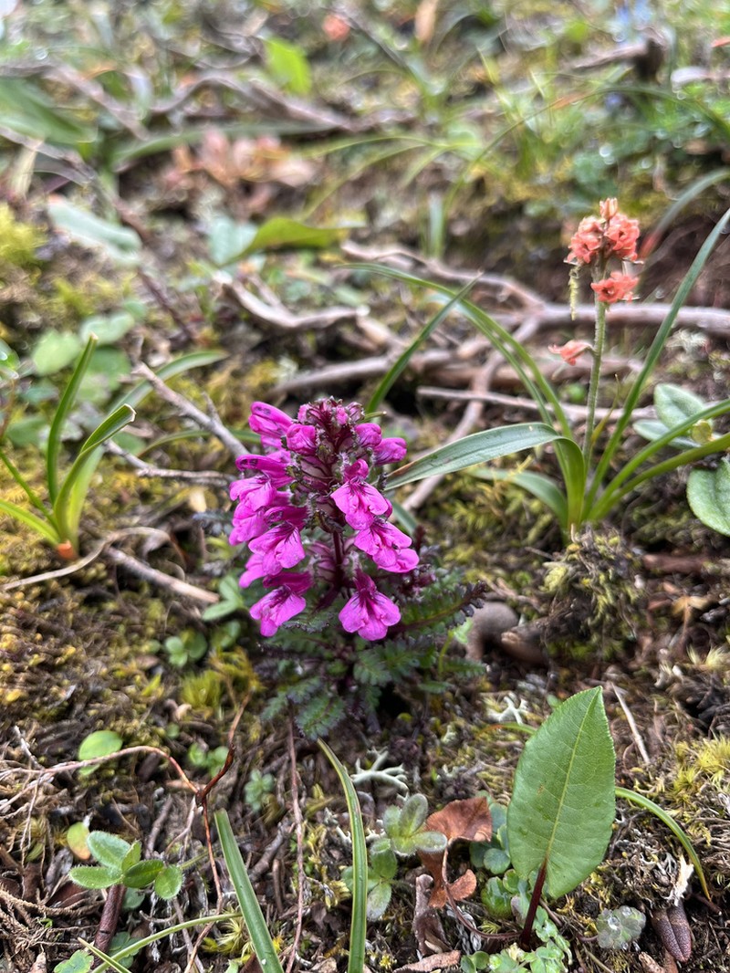 Pedicularis roylei photo 7