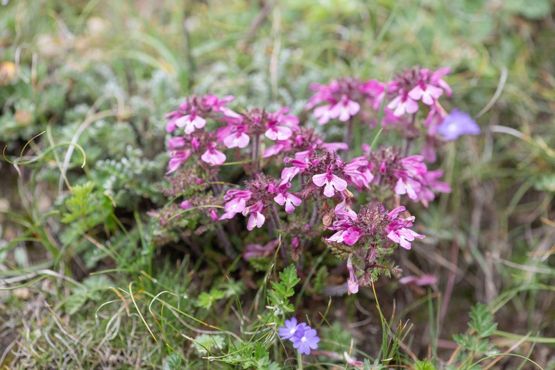 Pedicularis roylei photo 8