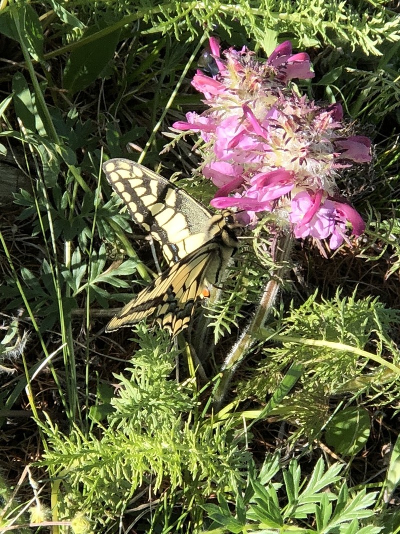 Pedicularis rubens