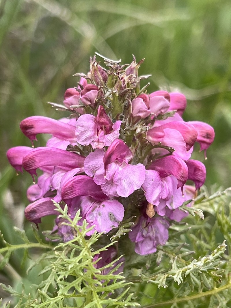 Pedicularis rubens photo 2
