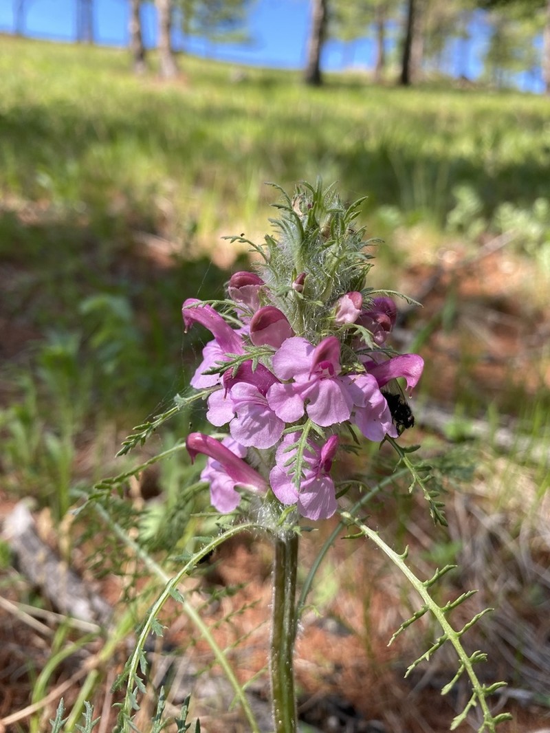 Pedicularis rubens photo 3
