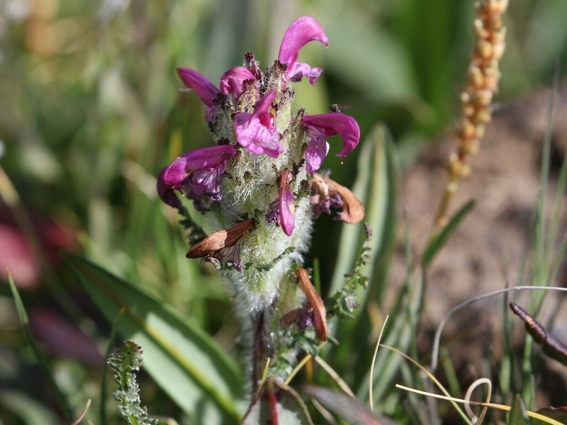 Pedicularis rubens photo 4