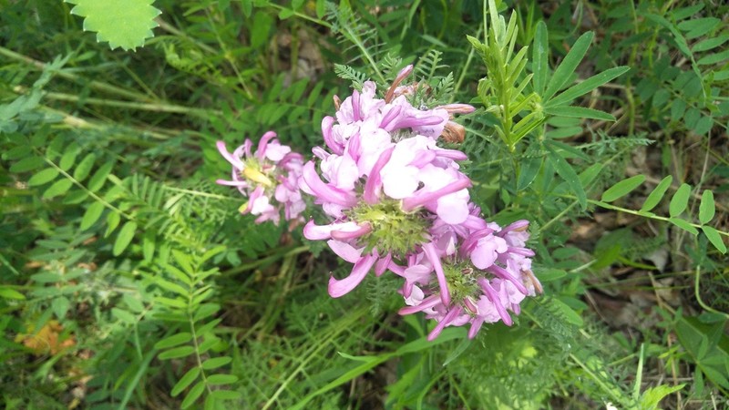 Pedicularis rubens photo 5