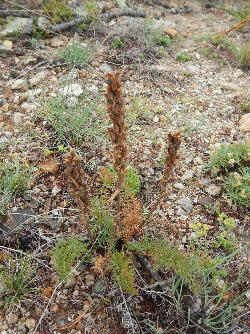 Pedicularis rubens photo 6
