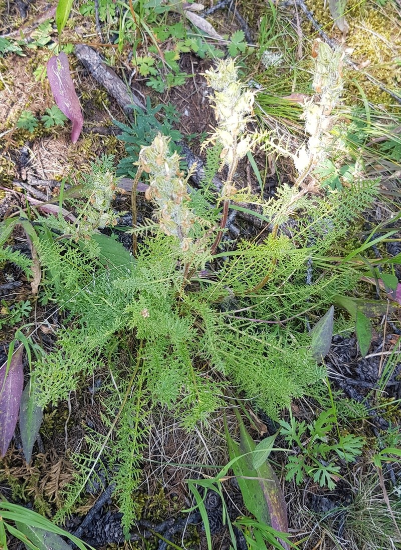 Pedicularis rubens photo 7