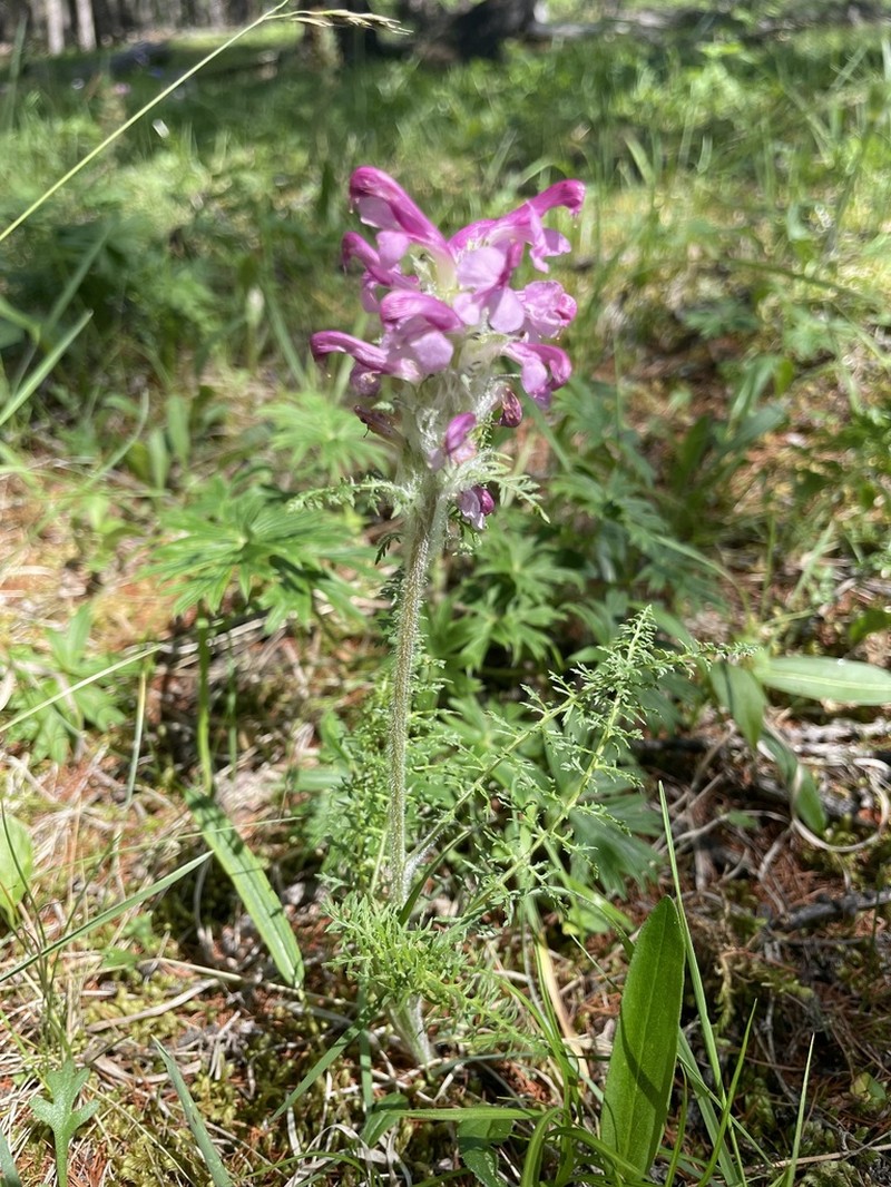 Pedicularis rubens photo 8