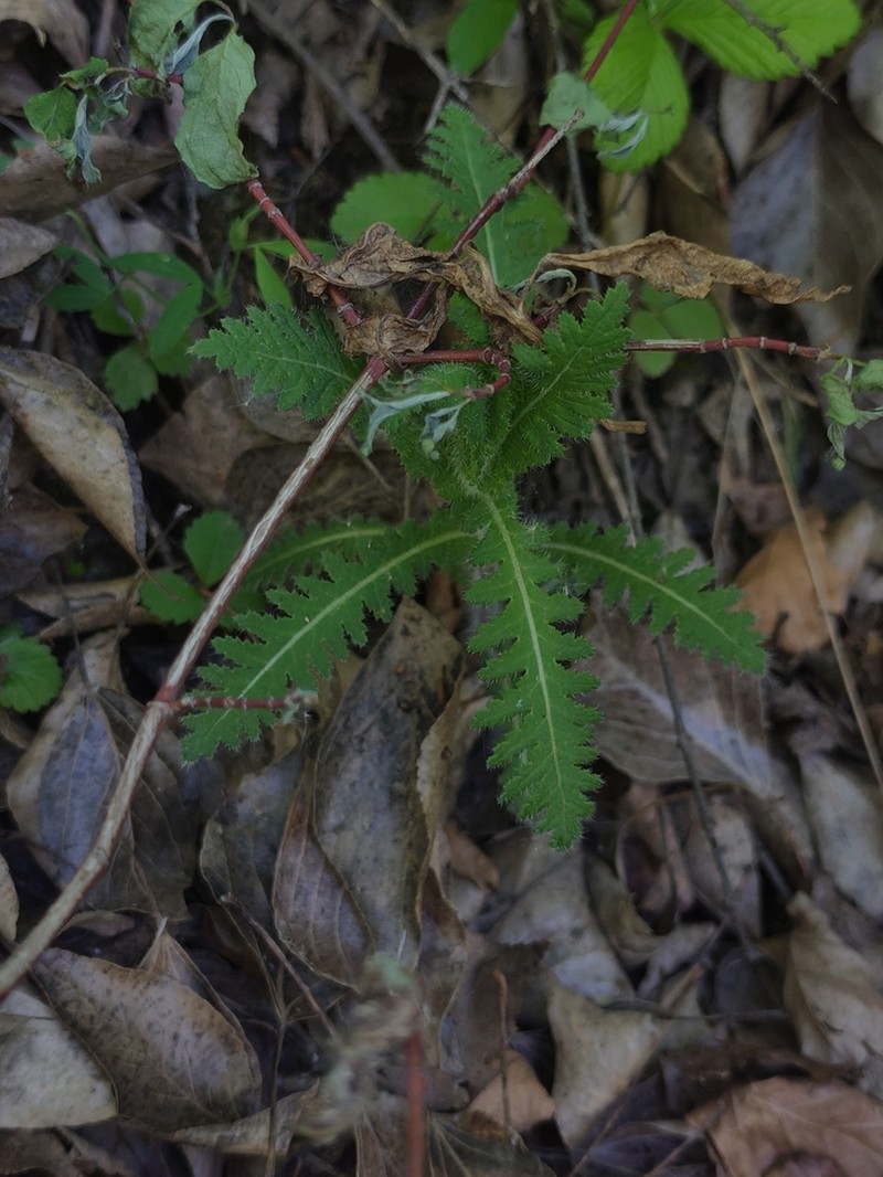 Pedicularis rudis