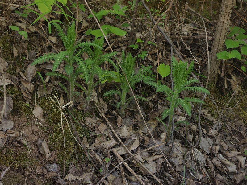 Pedicularis rudis photo 2