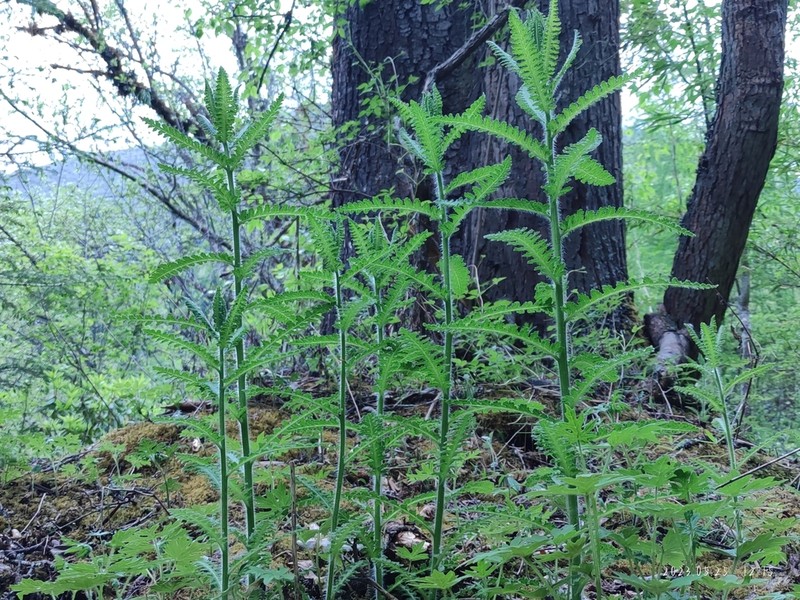 Pedicularis rudis photo 3