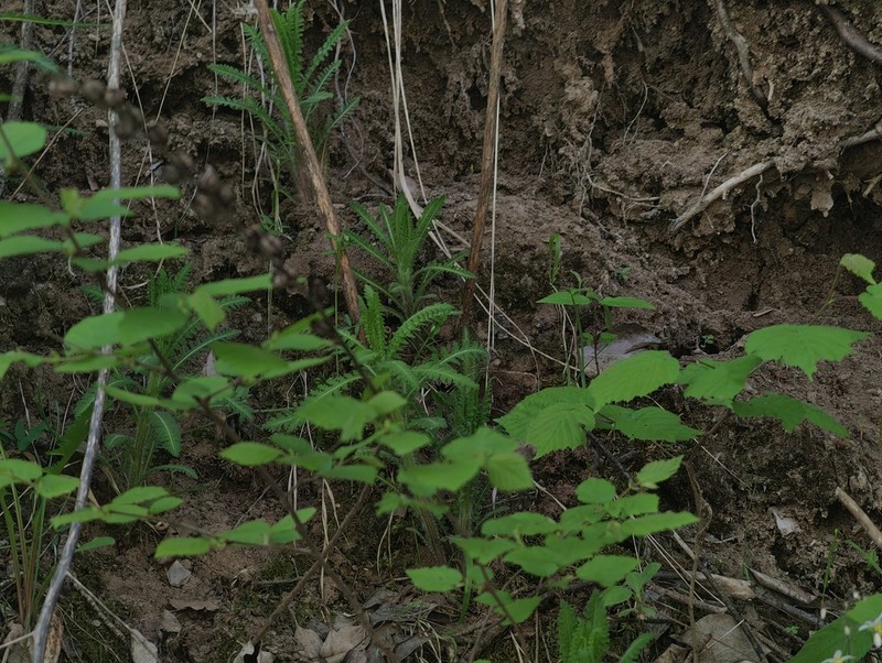 Pedicularis rudis photo 4