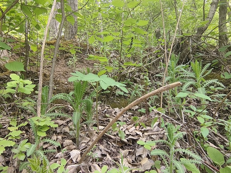 Pedicularis rudis photo 5