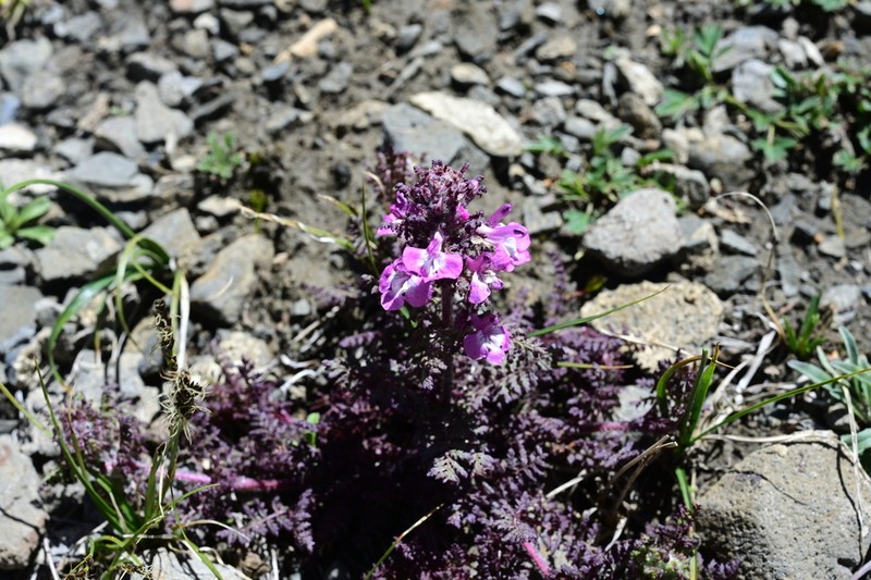 Pedicularis rupicola