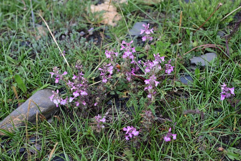 Pedicularis rupicola photo 2
