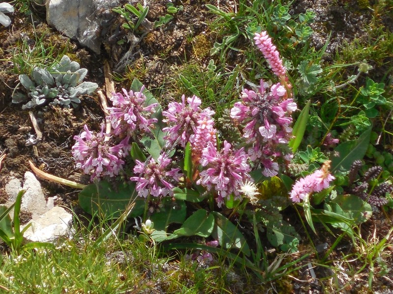 Pedicularis rupicola photo 3