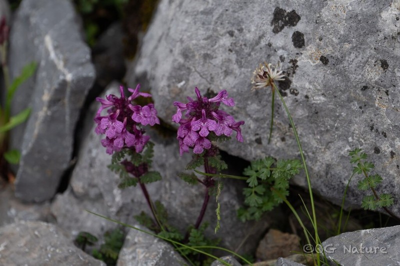 Pedicularis rupicola photo 4
