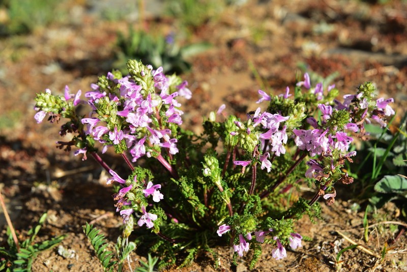 Pedicularis rupicola photo 5