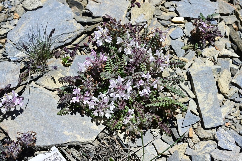 Pedicularis rupicola photo 6