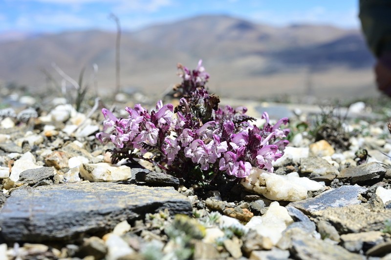 Pedicularis rupicola photo 7