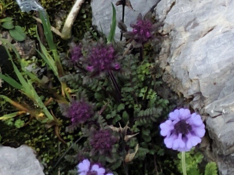 Pedicularis rupicola photo 8