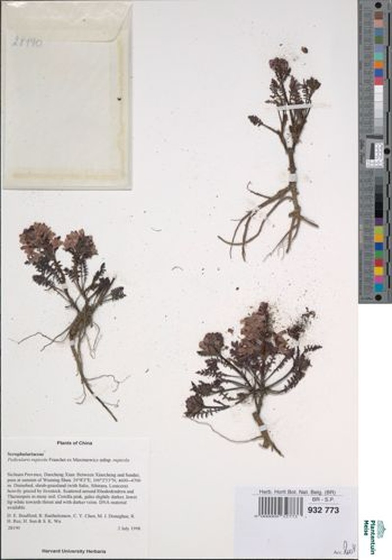 Pedicularis rupicola subsp. rupicola