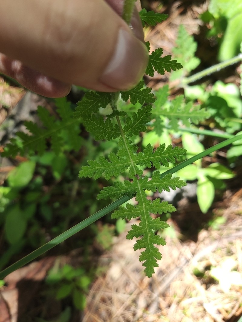 Pedicularis salviiflora