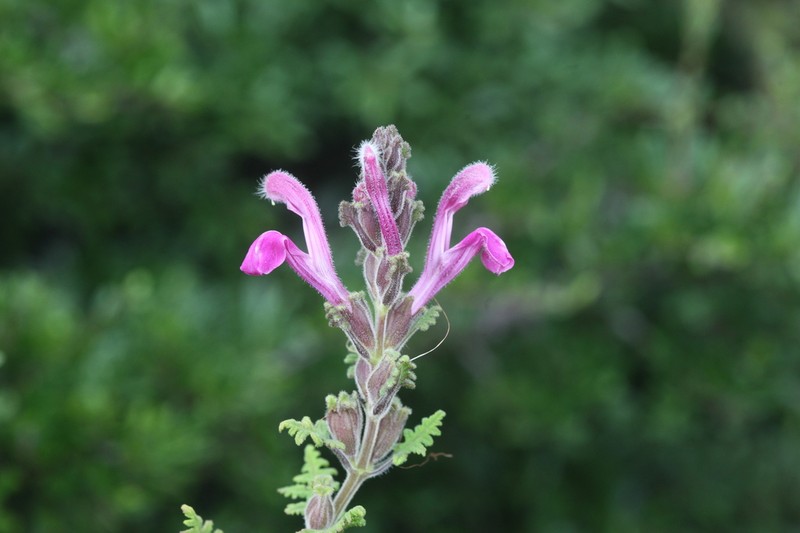 Pedicularis salviiflora photo 2