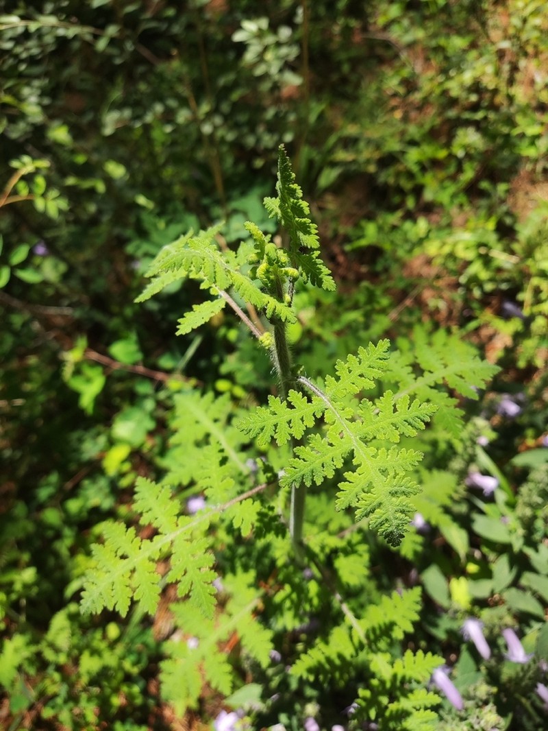 Pedicularis salviiflora photo 3