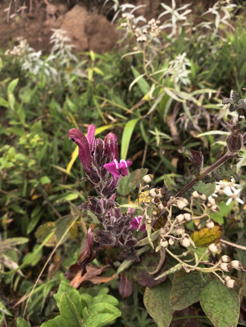 Pedicularis salviiflora photo 5
