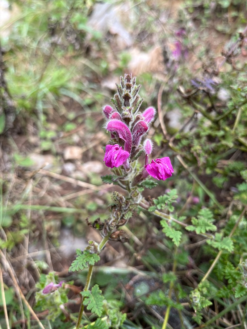 Pedicularis salviiflora photo 6