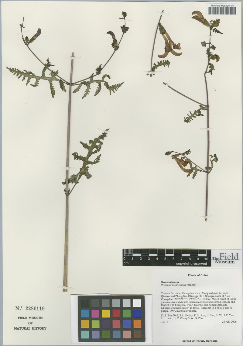 Pedicularis salviiflora photo 8