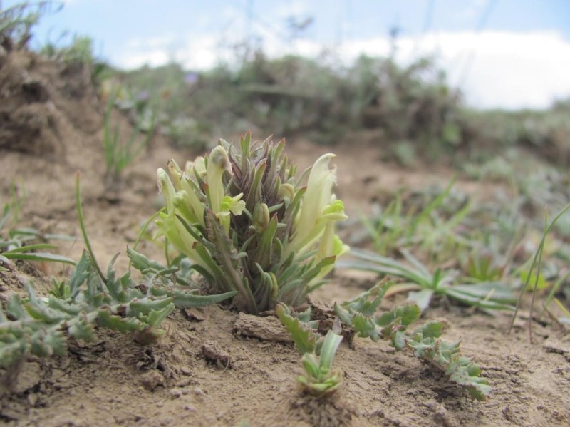 Pedicularis sarawschanica