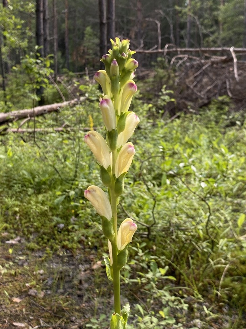 Pedicularis sceptrum-carolinum photo 2