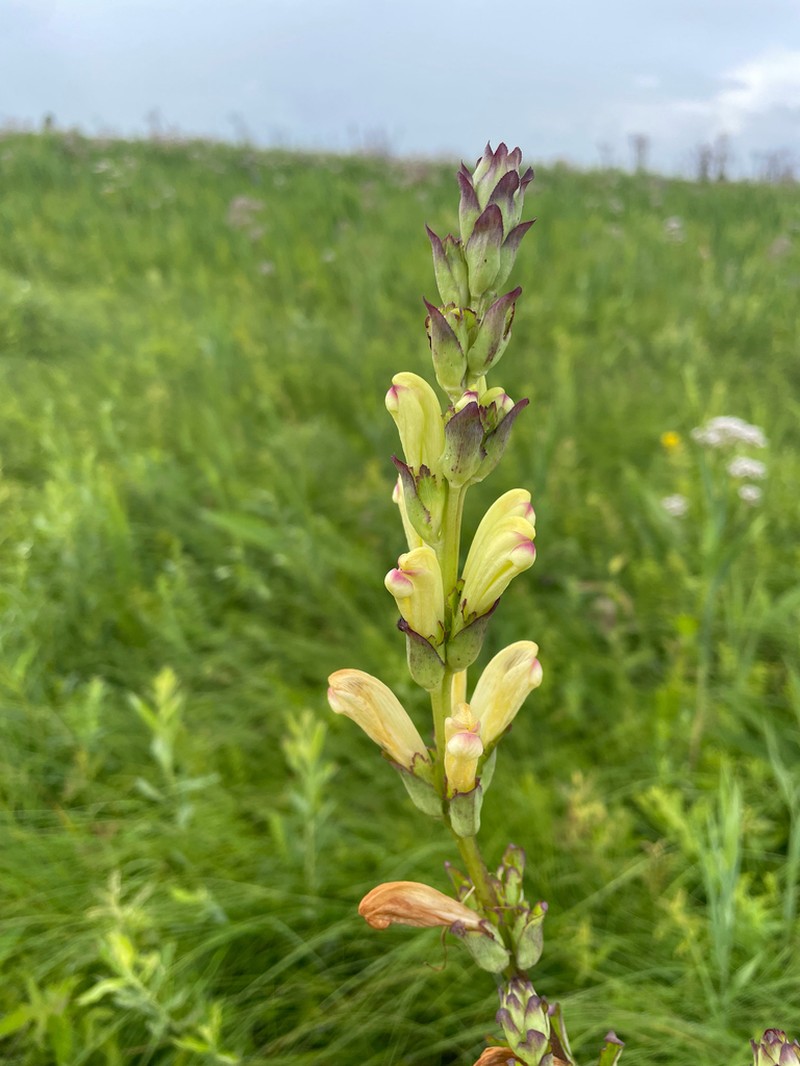 Pedicularis sceptrum-carolinum photo 3