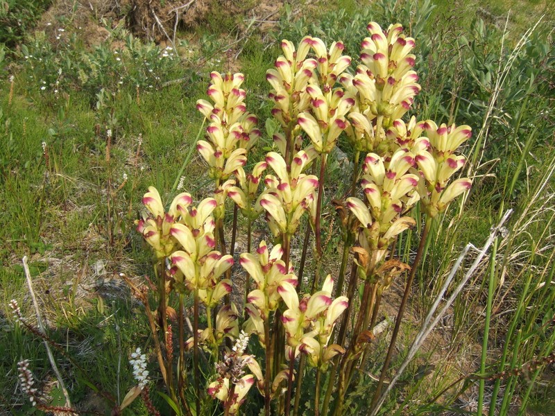 Pedicularis sceptrum-carolinum photo 4
