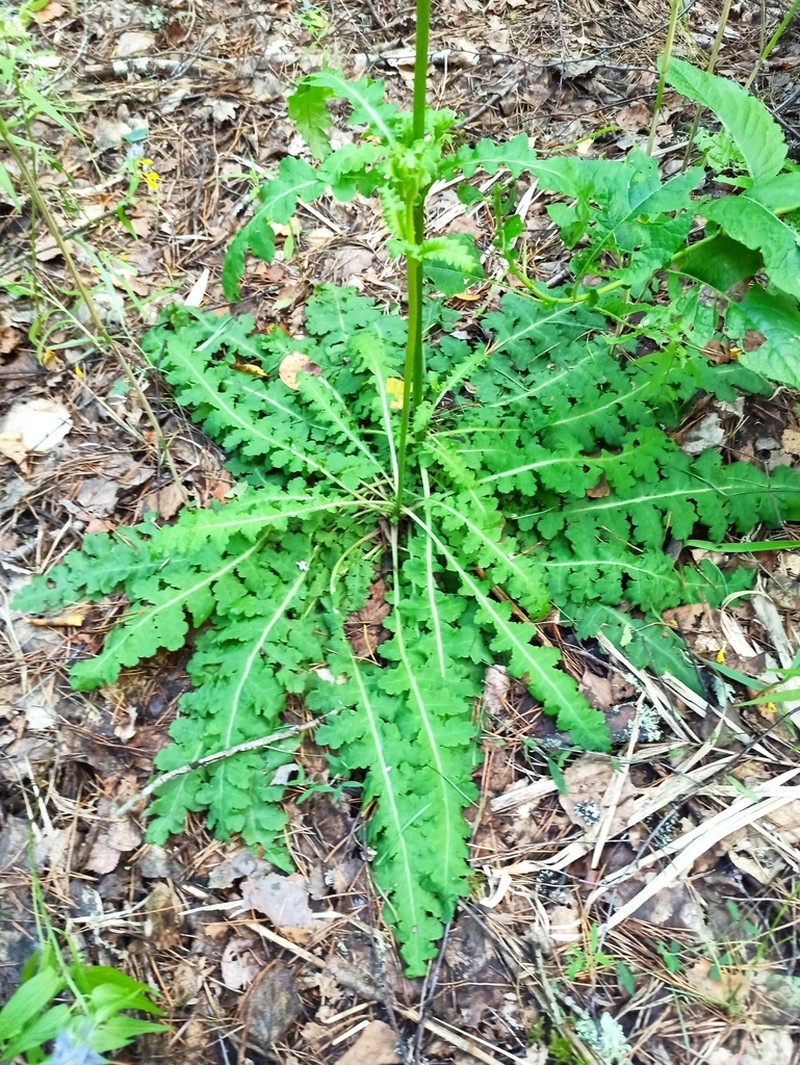 Pedicularis sceptrum-carolinum photo 5