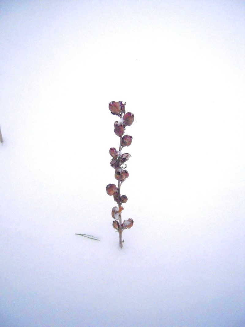 Pedicularis sceptrum-carolinum photo 6
