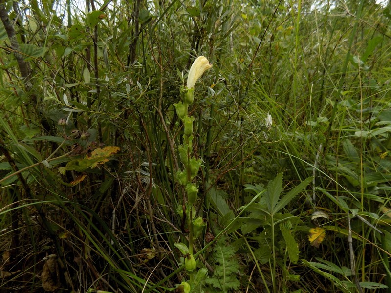 Pedicularis sceptrum-carolinum photo 7