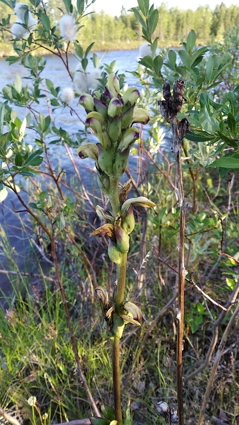 Pedicularis sceptrum-carolinum photo 8