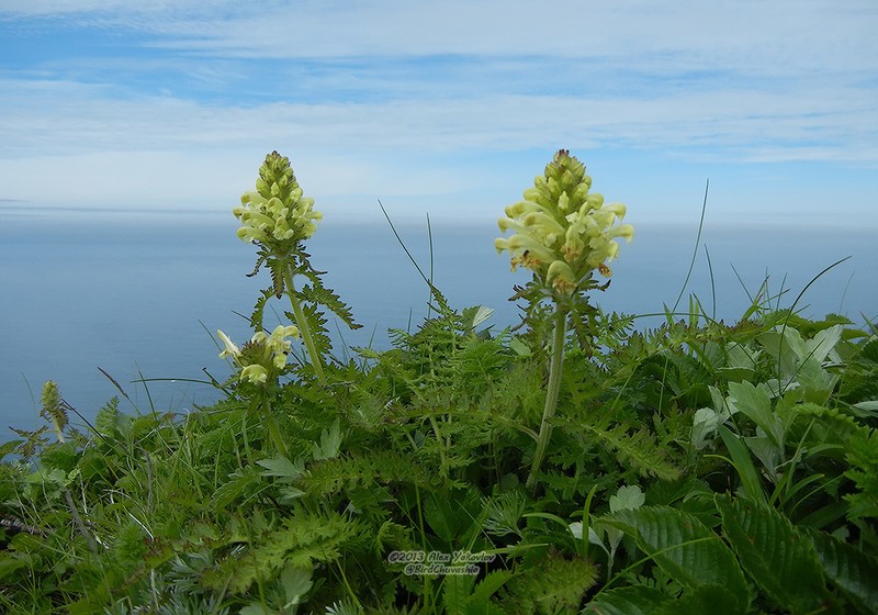 Pedicularis schistostegia