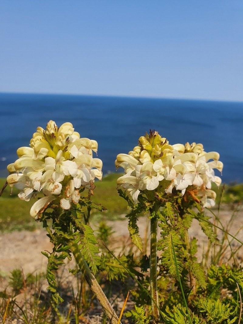 Pedicularis schistostegia photo 2