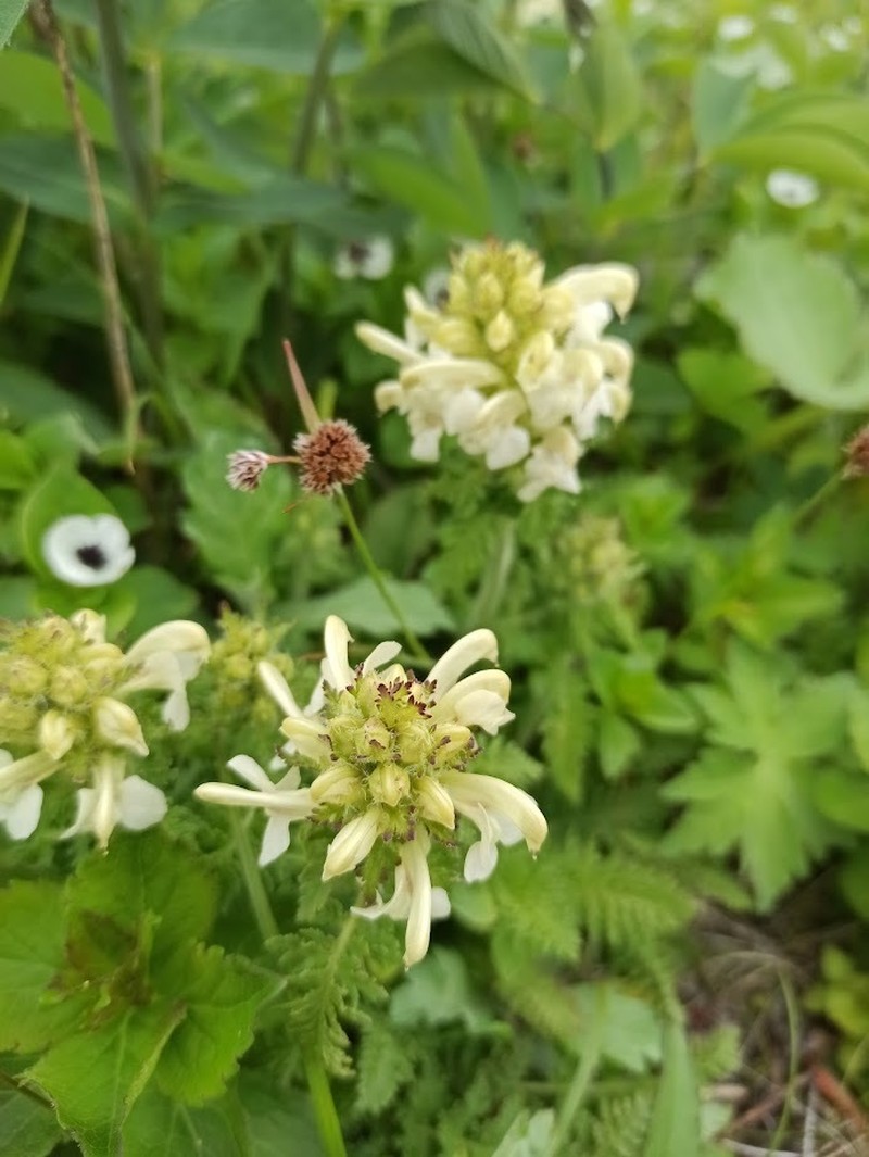 Pedicularis schistostegia photo 3