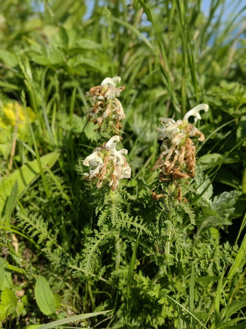 Pedicularis schistostegia photo 4