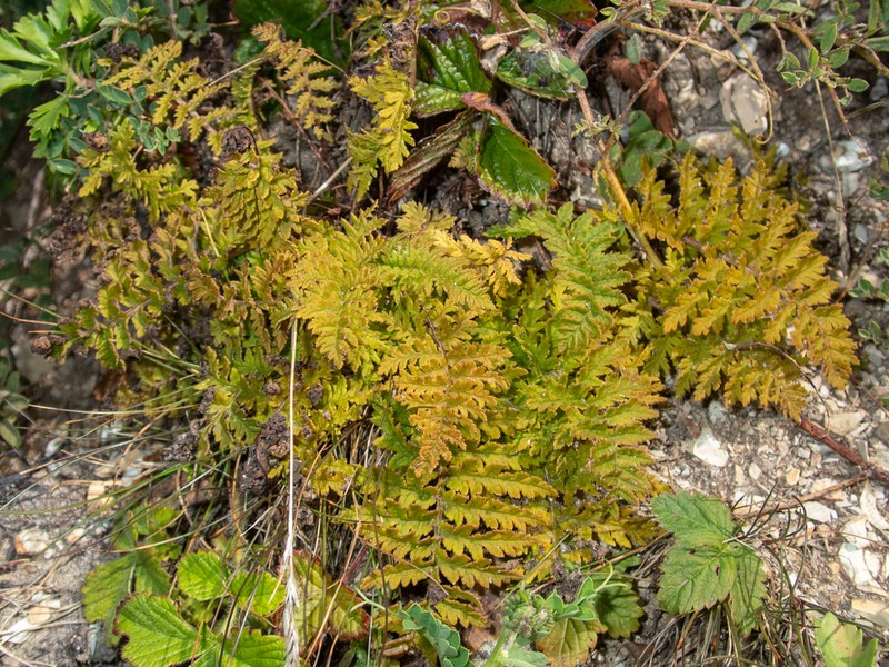 Pedicularis schistostegia photo 5