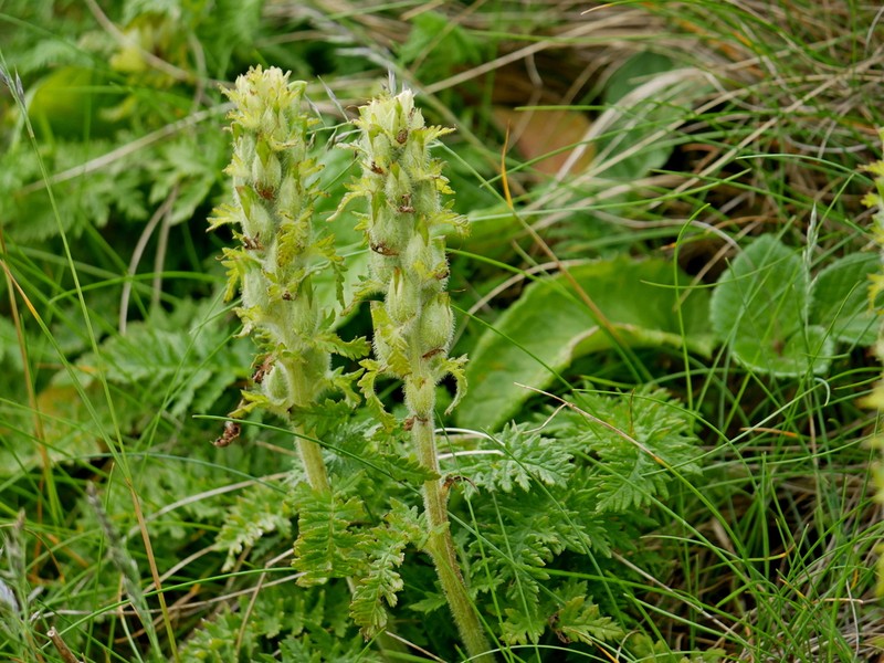 Pedicularis schistostegia photo 6